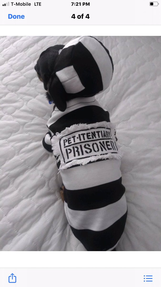 RobynRichie4's tweet photo. @whskr Peanut the con. https://t.co/w4NOlEt3FX