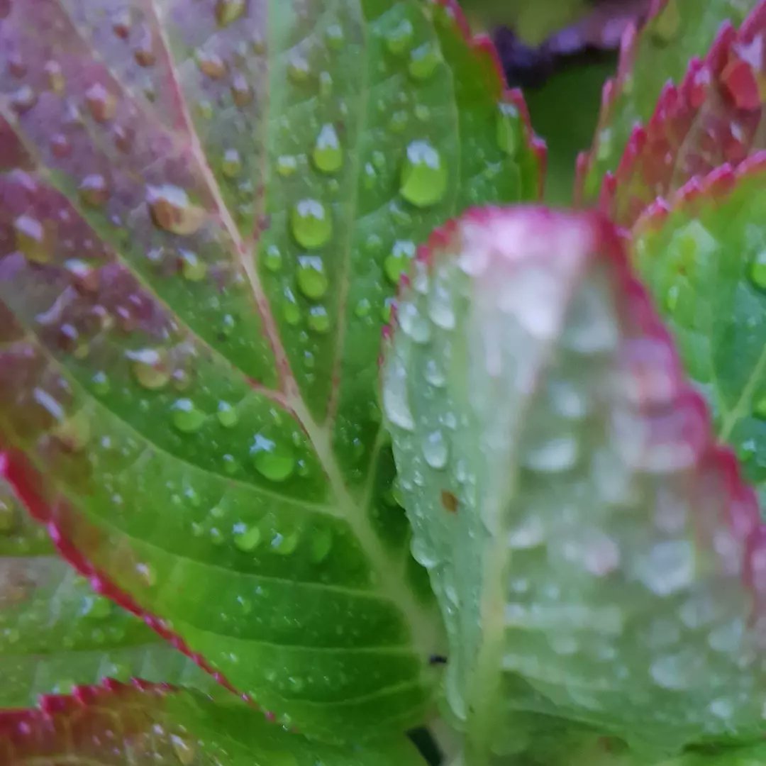 sonnigeHummel's tweet photo. Waterdrops 💧 https://t.co/o56oVM3EEG