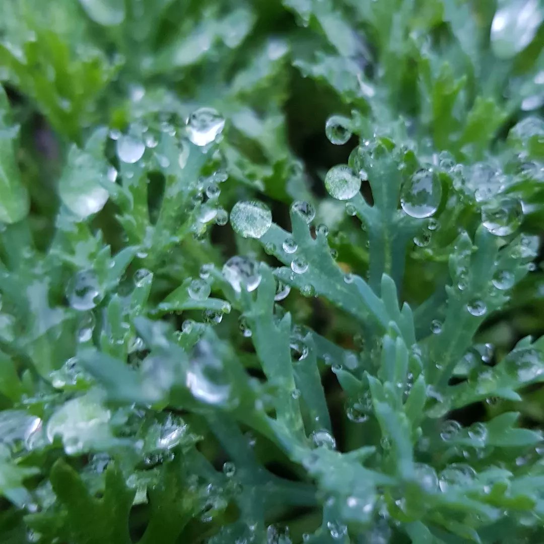 sonnigeHummel's tweet photo. Waterdrops 💧 https://t.co/o56oVM3EEG