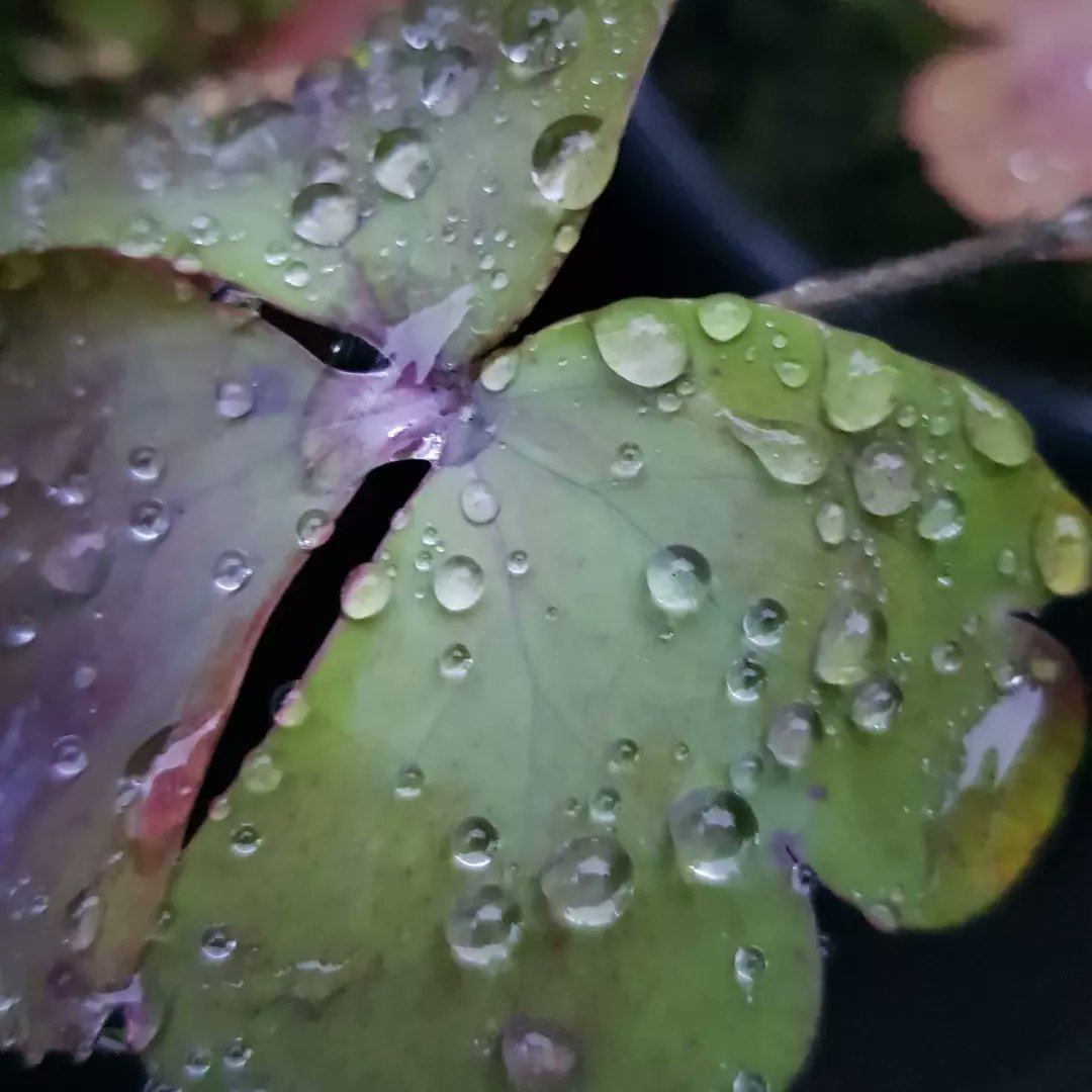 sonnigeHummel's tweet photo. Waterdrops 💧 https://t.co/o56oVM3EEG