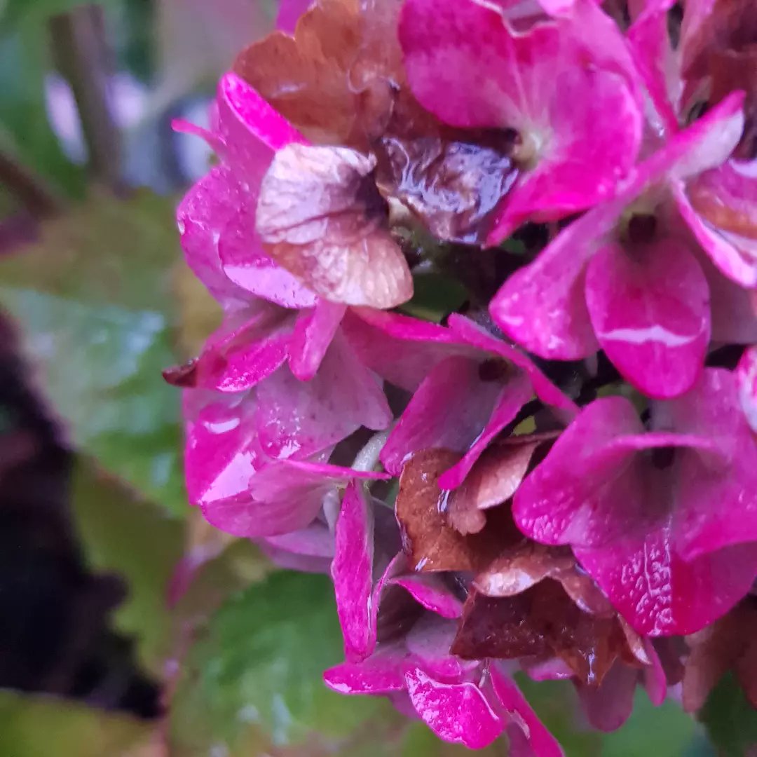 sonnigeHummel's tweet photo. Waterdrops 💧 https://t.co/o56oVM3EEG