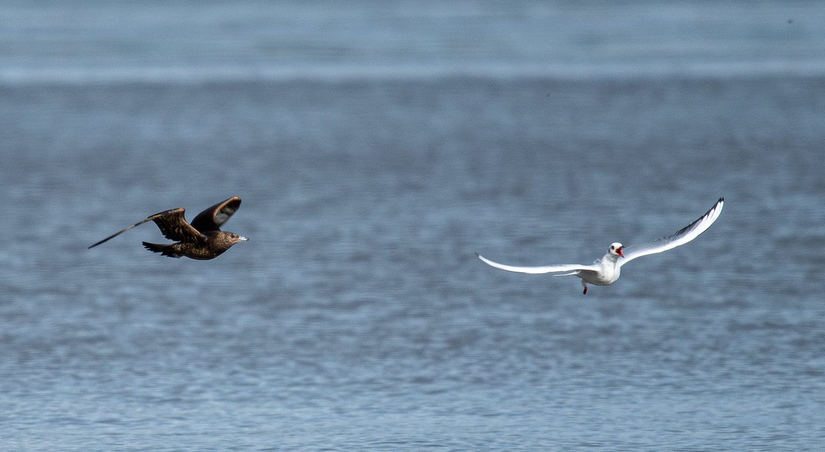 DrewWilson1971's tweet photo. Juvenile artic skua that's been hanging around for weeks ,finally got some pics,couldn't get any chasing terns though too fast but amazing to watch. #TwitterNaturePhotography #scottishbirding #rspbscotland #innerforth #upperforth #rspblovesnatre #btobird #birdwatching #articskua https://t.co/o2r3e4EwpW