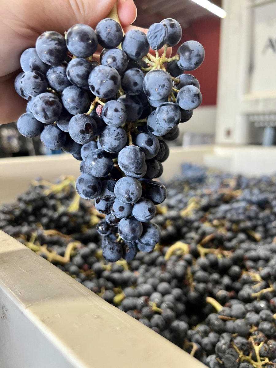 liminalwines's tweet photo. WeatherEye Grenache just in! https://t.co/ZDRSjxtXM9