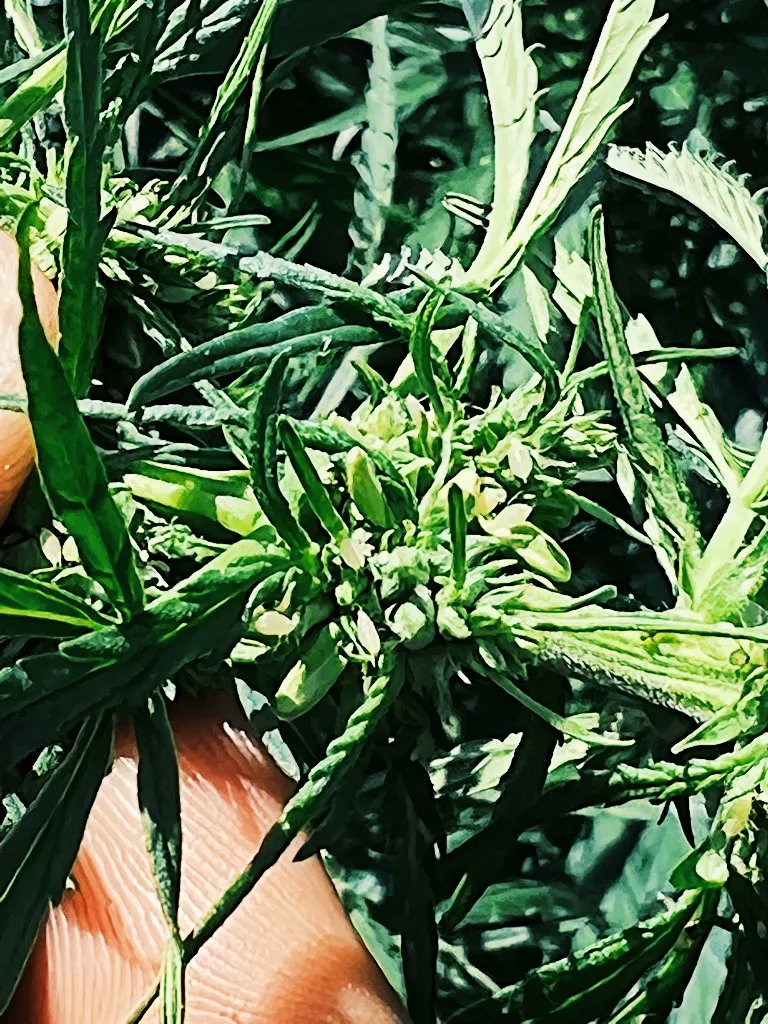 International Hemp tweet media