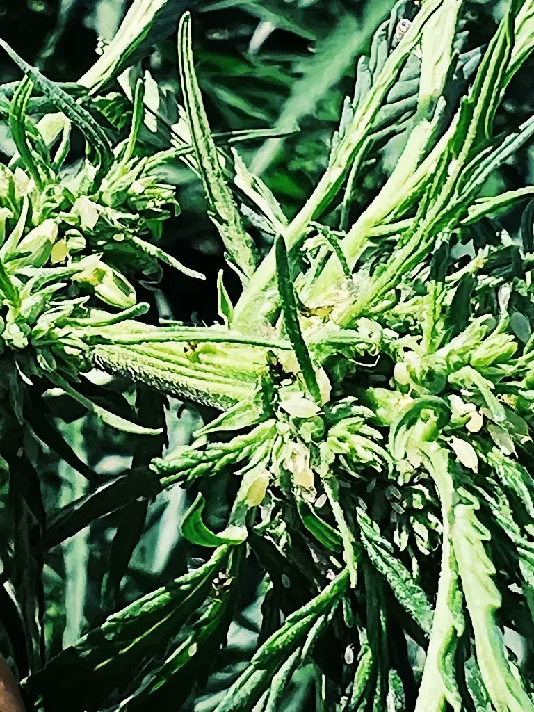 International Hemp tweet media