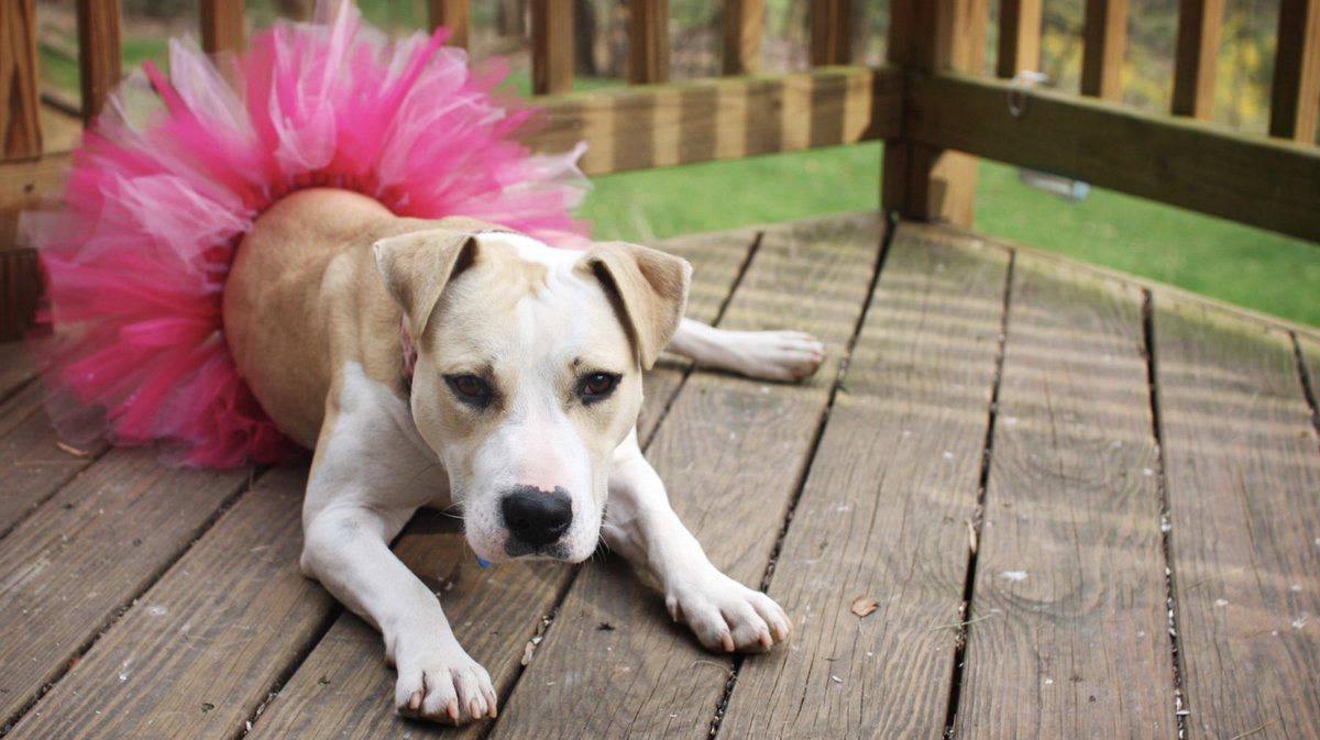 Implementing design thinking, agile or any other new practice in a bureaucratic org will always end in disappointment—like putting a tutu on a dog and hoping it will become a ballerina. Our orgs need new DNA—a radical rethink of purpose, power and process from first principles.