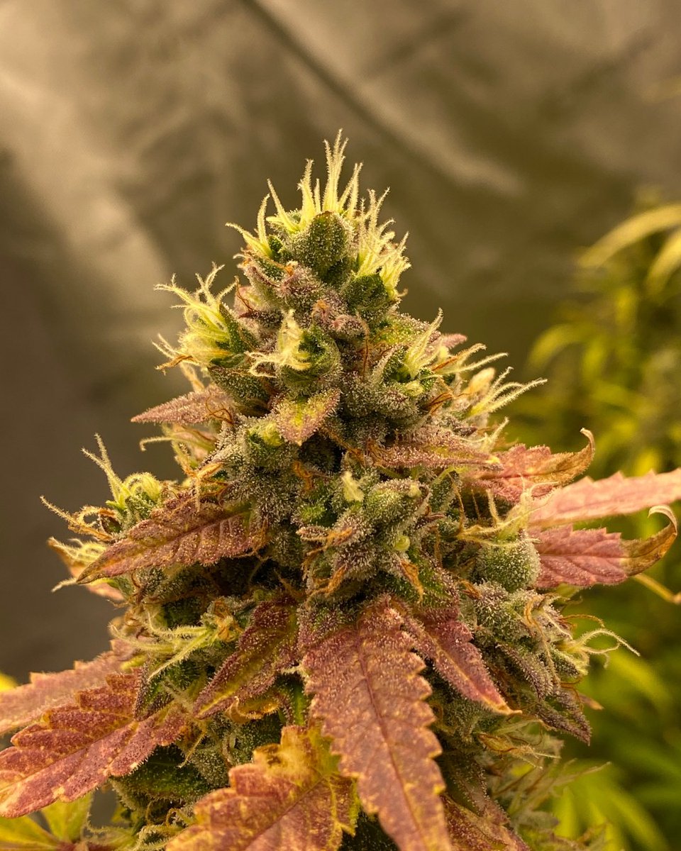 420_seeds_com's tweet photo. Rainbow Glue Auto 🌈

A cross between the best-selling Auto Gorilla Glue and an Original Zkittlez mother created this energizing and super tasty strain. An indica-dominant uplifting variety that hits hard (20% THC).

🧬 @Auto_Seeds 

#420seeds #autoseeds #rainbowglueauto #dank https://t.co/yczn8XC6x9