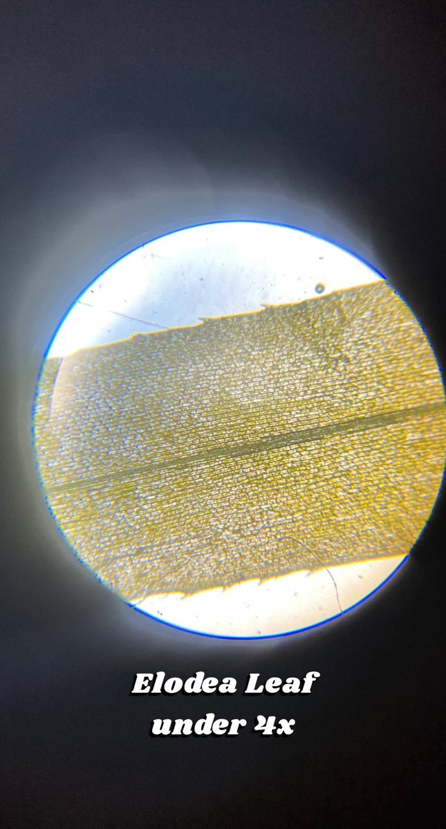 sakhipatel22's tweet photo. First microscope lab of the school year ✅ my 9th grade biology students had a blast creating elodea leaf &amp; onion skin slides to end our photosynthesis lesson! Take a look at the photos captured by my students from a compound microscope. #scied #stemeducation #scienceteachers https://t.co/Ir6CGVlnEh