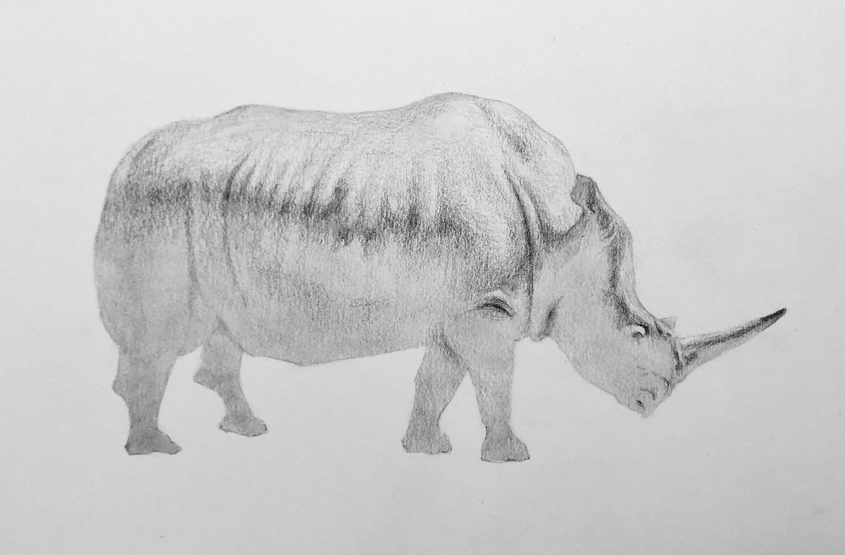 pencildrawing57's tweet photo. pencil drawing #pencildrawing  drawing #drawing pencil art #pencilart art #art artwork #artwork miniature #miniature animal #animal rhinoceroses #rhinoceroses 鉛筆画 #鉛筆画 https://t.co/loq81cEdZw