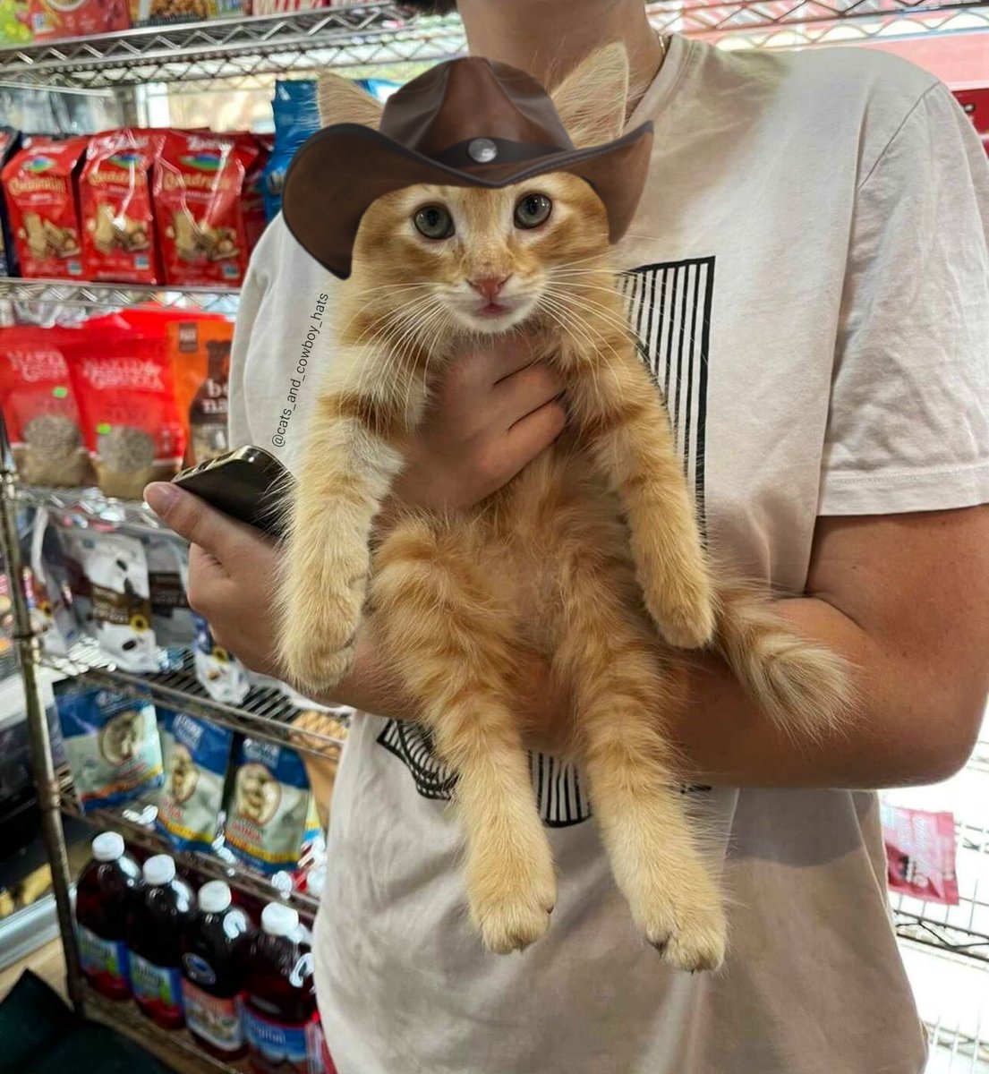 Cats And Cowboy Hats tweet media