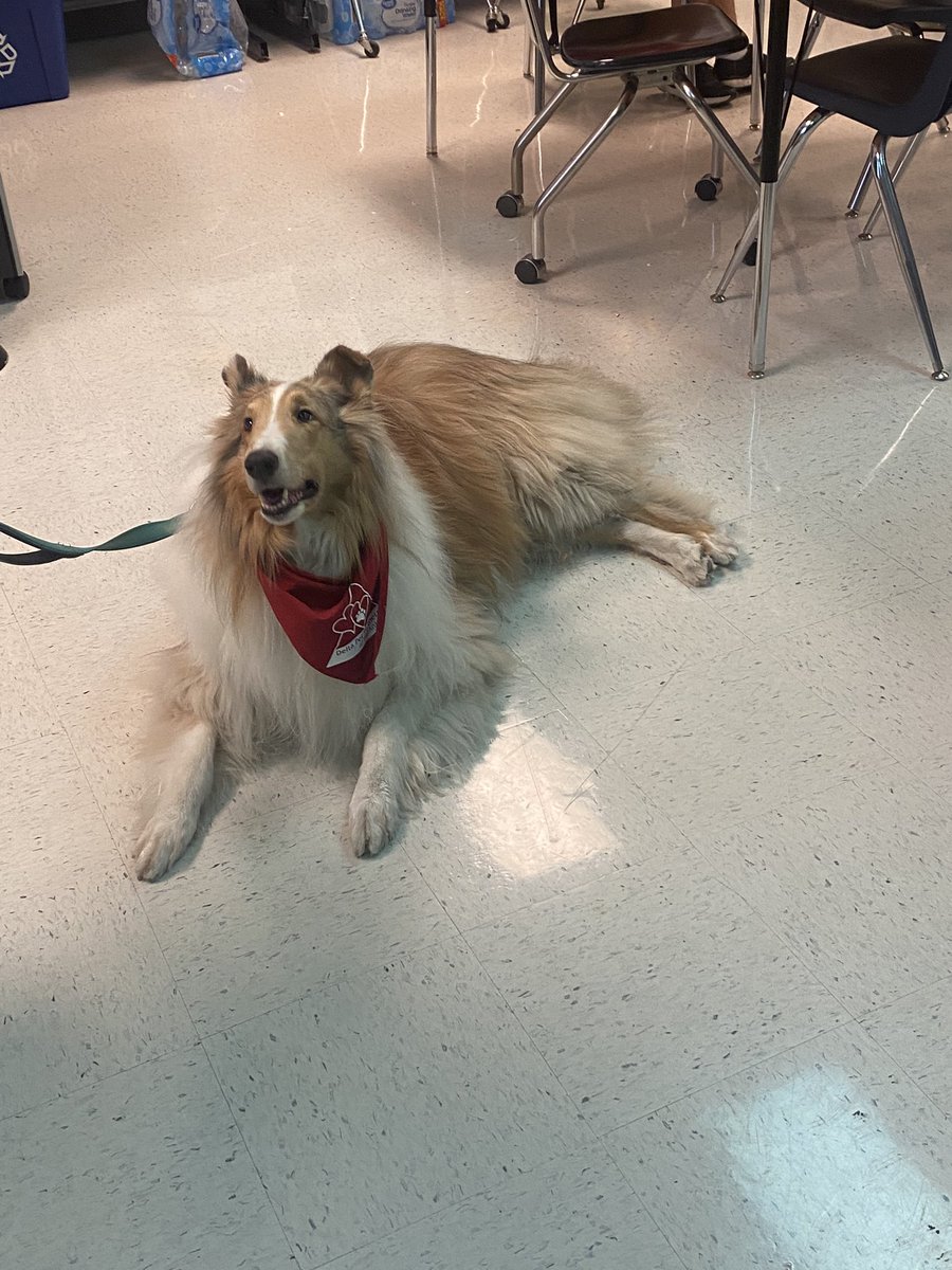 PantherH107's tweet photo. Our students enjoyed having Prince today. Thank you Mr. Mark for bringing your Prince (dog therapy) today. #VIPOConnor #VIPPanthers #OCCares #NISDCares #Dogtherapy #NISDOConnor https://t.co/IX81q8M00C