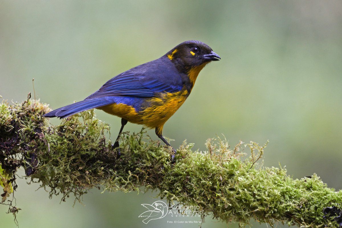 AvesCaldas's tweet photo. ¿Ya seleccionaste tus sitios de birding a visitar durante el congreso? 

El Color de Mis Rêves 2 Ha. a 2.800 m de altura con un censo de 107 especies de aves.

Realiza tu inscripción al plan Birding+Conferencias
https://t.co/B7MLirByTE

#10CongresoAviturismo #AvesCaldas https://t.co/t7yfacIiBp