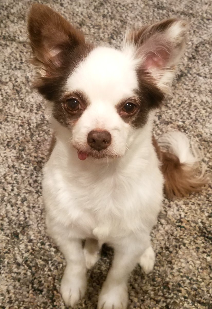 Haz yoo seen them??
Pals, I LOST a couple hundred Fwends &amp; Followers!
Do yoo fink they get LOST on da way to buy Halloween treatos? 🥓🍔🍭
Do yoo fink I jus not cute enuff?☺️
Should I call 1-800-LostPals?
Please Retweet &amp; Don't Get Lost!♥️🐶
#dogsoftwitter #DogsofTwittter  #ZSHQ