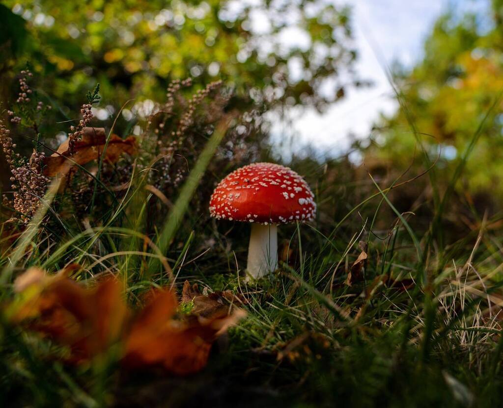kaoDev's tweet photo. Autumn mood in Denmark #toadstool #autumn #nature #fall #photography https://t.co/vs2I0TlNAg https://t.co/dRfBbeCbdZ
