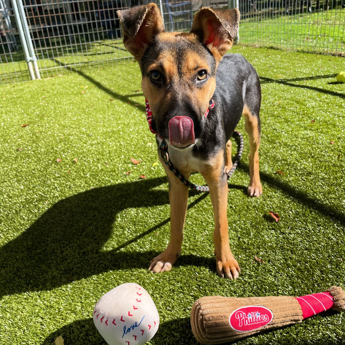 Jack is rooting for the home team ⚾️ 🐶 Red Barktober Adoption Special: All dog adoption fees for dogs like Jack are reduced 50% today through Sunday! That includes puppies, too!