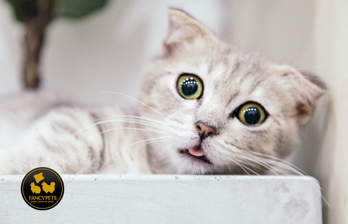 Fancypetsperu's tweet photo. Qué hacer si mi gato no quiere beber agua
https://t.co/PKT0JooVol
#cuidadodegatos https://t.co/0vEaCyS6W3