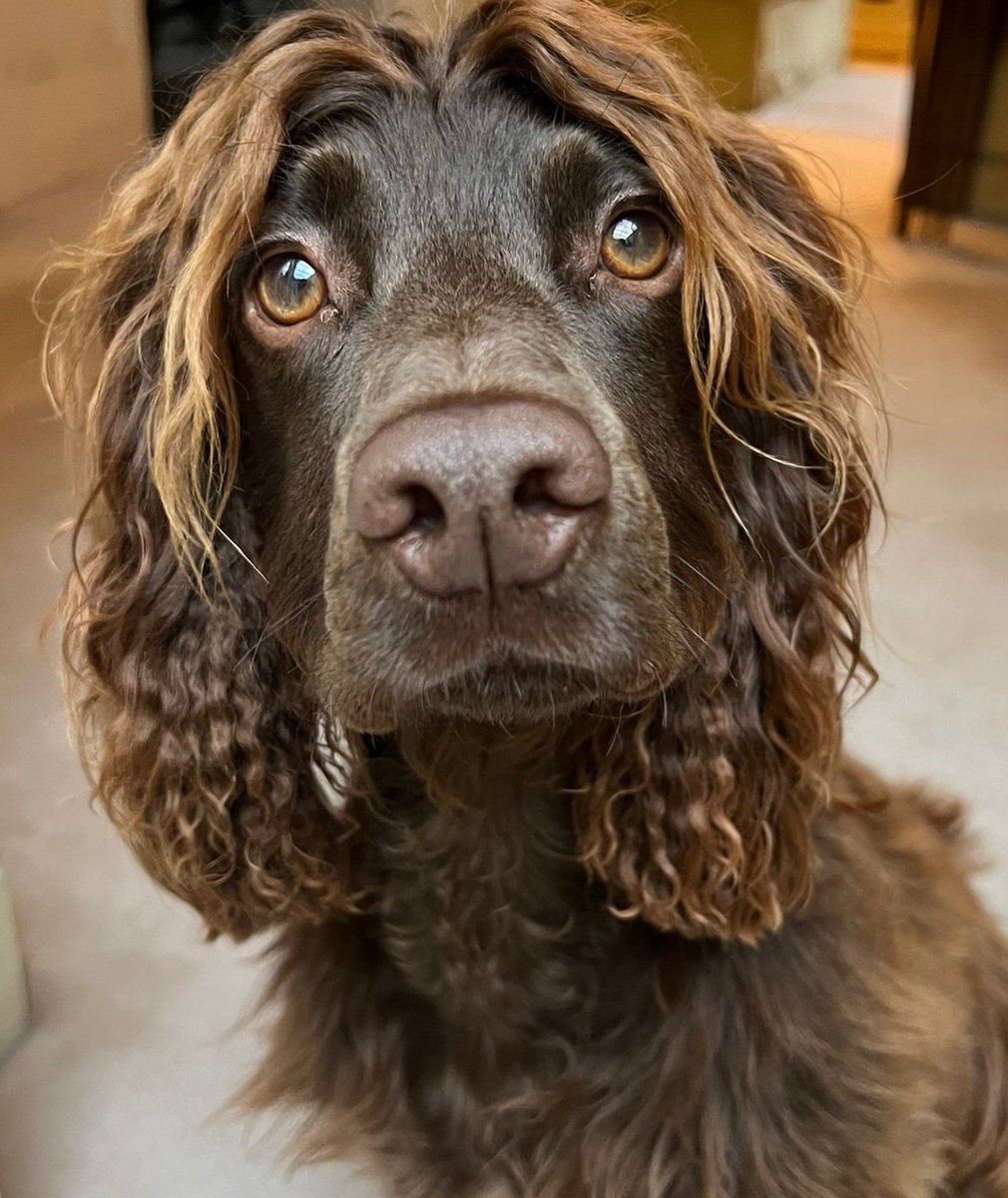 RavenstoneHugo's tweet photo. Have a lovely weekend everyone @Ravenstone_ only one week until half term! 🐾 https://t.co/OcwF0LGkas