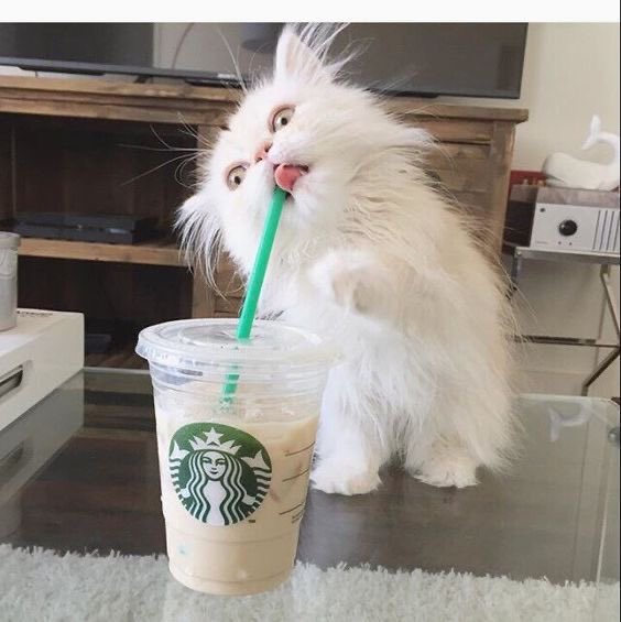 nikiascats's tweet photo. https://t.co/Fan5x9FEvG