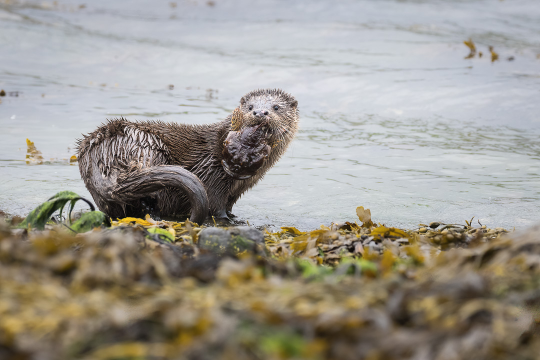 We've got last-minute availability to share a day of otter photography on Tuesday 18th October (next week!). Get in touch contact@skyephotoacademy.com if you'd like to come along.