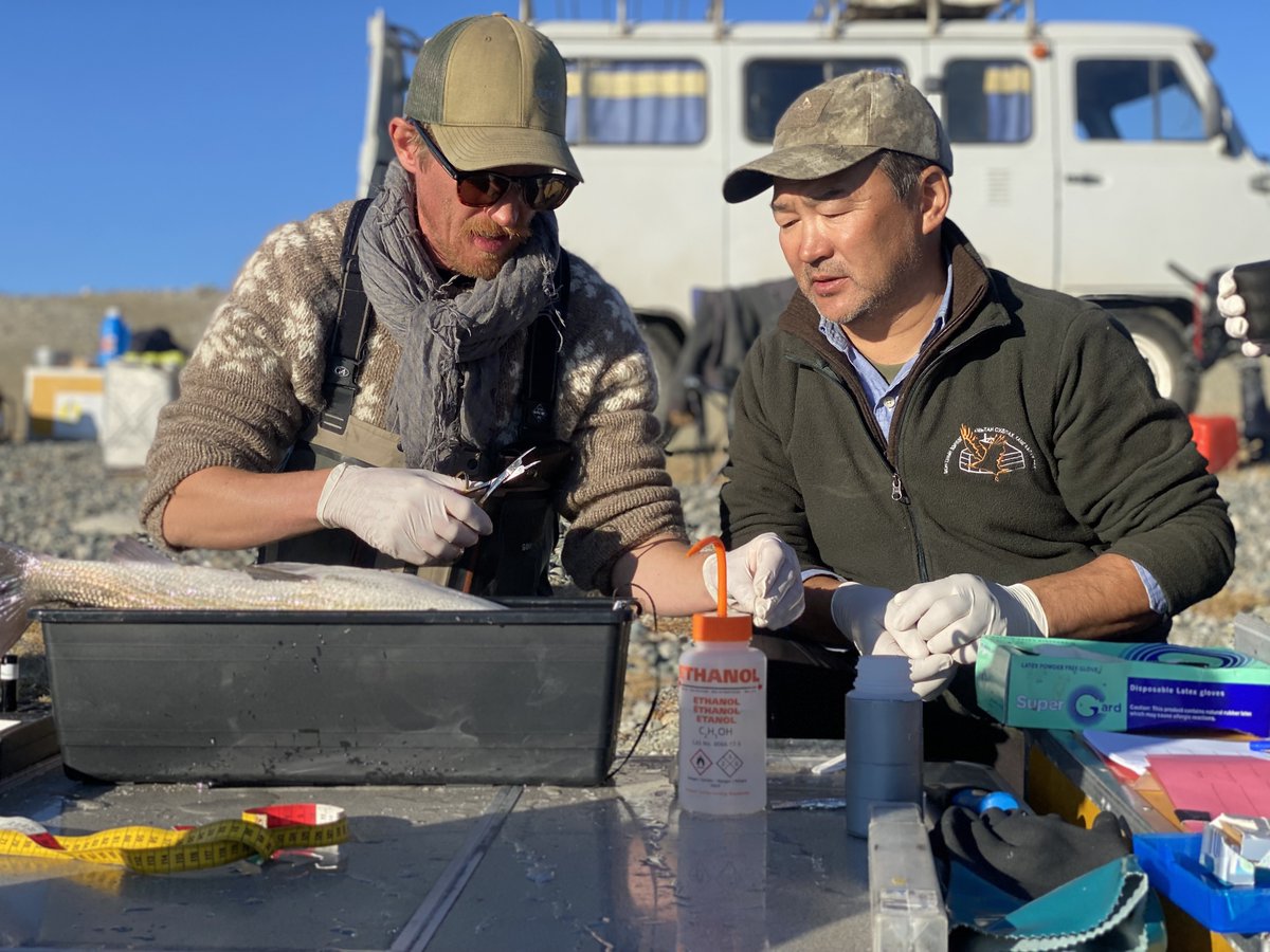HellstromKGV's tweet photo. When your 60cm grayling tagging cradle is too short 😂 Mongolian #grayling is a large ferocious predator, eating prey almost half its size. Its endemic to the remote regions of western #mongolia, in rivers currently prospected for #hydropower. @bnyamba  @DrBrodin  #fishsci https://t.co/PbtsrFxcOq