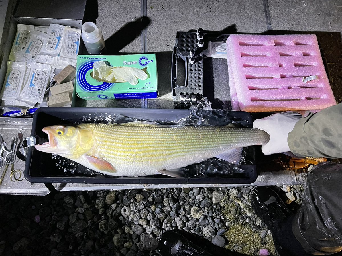HellstromKGV's tweet photo. When your 60cm grayling tagging cradle is too short 😂 Mongolian #grayling is a large ferocious predator, eating prey almost half its size. Its endemic to the remote regions of western #mongolia, in rivers currently prospected for #hydropower. @bnyamba  @DrBrodin  #fishsci https://t.co/PbtsrFxcOq