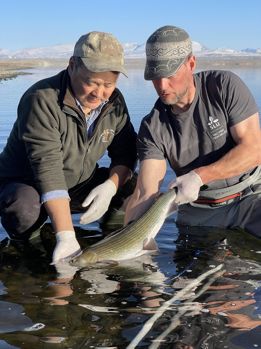HellstromKGV's tweet photo. When your 60cm grayling tagging cradle is too short 😂 Mongolian #grayling is a large ferocious predator, eating prey almost half its size. Its endemic to the remote regions of western #mongolia, in rivers currently prospected for #hydropower. @bnyamba  @DrBrodin  #fishsci https://t.co/PbtsrFxcOq