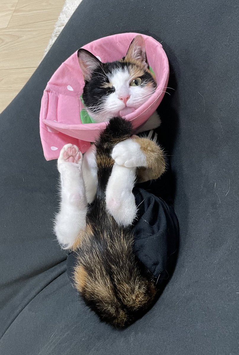 nachos0420's tweet photo. ウインクなっちゃんです。
セクシーポーズもしてくれました。
サービス精神の塊です。

#ねこ #猫 #cat #猫好きさんと繋がりたい #猫の居る暮らし #保護服 https://t.co/ioI9qsTM0y