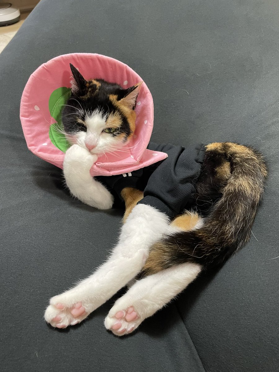 nachos0420's tweet photo. ウインクなっちゃんです。
セクシーポーズもしてくれました。
サービス精神の塊です。

#ねこ #猫 #cat #猫好きさんと繋がりたい #猫の居る暮らし #保護服 https://t.co/ioI9qsTM0y