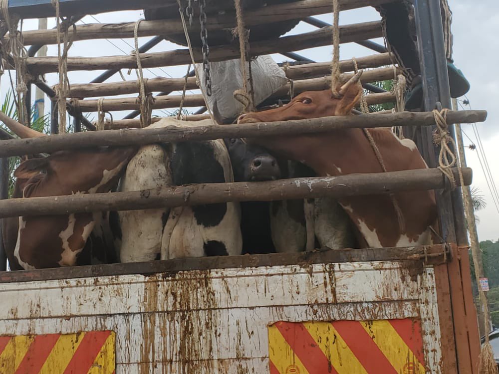 Gladys Kamasanyu tweet media