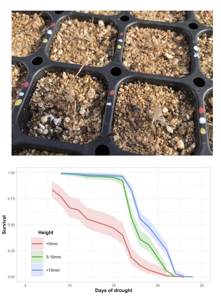 Local adaptation of seed &amp; seedling traits along a natural aridity gradient may both predict &amp; constrain adaptive responses to #climatechange (by Kyle Christie, Natalie Pierson, @DavidBLowry &amp; <a href="/LHoleski/">Liza Holeski @LHoleski@ecoevo.social</a>) bsapubs.onlinelibrary.wiley.com/doi/10.1002/aj…  #botany #drought #Plantago @wileyplantsci