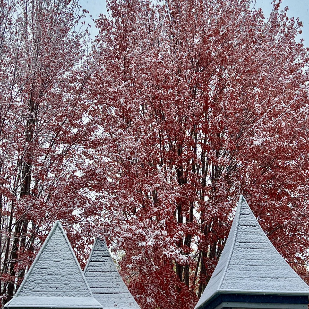 BobMacneal's tweet photo. Digging the beauty and serenity of our first snow despite early indications of the mid-Anthropocene extinction of our species. https://t.co/7V0VfRDkOJ