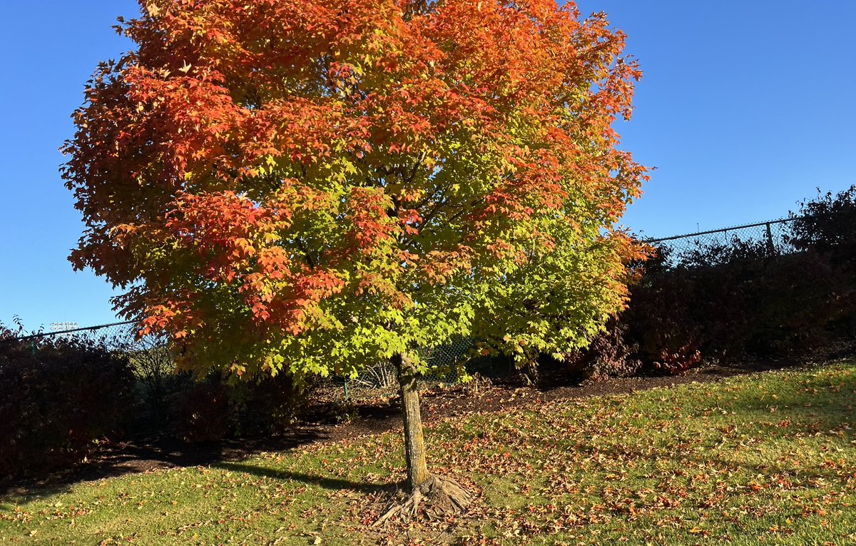 Beautiful Fall drive onto campus this morning! 🍁 Homecoming Weekend against the Canes!👑 Welcome HOME Hokies!🦃 #thisishome #hokies #virginiatech 🇺🇸