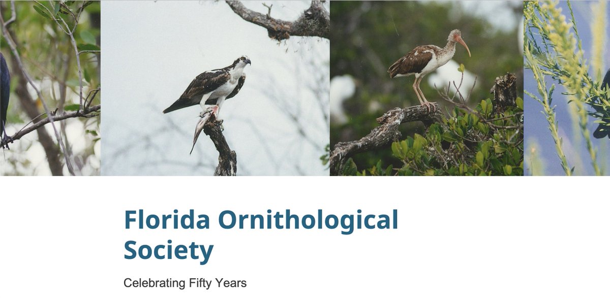 FOSBirds's tweet image. What better way to celebrate the 50th anniversary of The Florida Ornithological Society than by diving into its history? USF Libraries’ historical exhibit is now public and mounted online with their other environmental exhibitions, check it out! 

lib.usf.edu/special-collec…