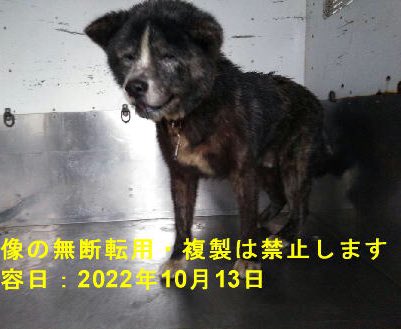 黒虎毛 Twitter Search Twitter