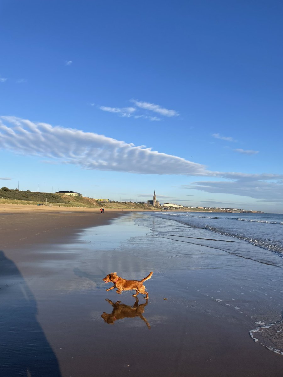 What could be more perfect than a fresh beach, a perfect sky and a happy dog?! AND I was paddling ☺️

#longsands #toesinthesand #cockerpoos