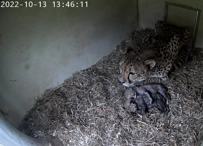 NationalZoo's tweet photo. Our newborn cheetah cubs and their mother have snuggled and bonded over the past week.💕🐆 Keepers are happy to share this new family is doing great, and they have determined the cubs’ sexes! ♂️🐆♀️Find out if we have boys or girls! #CheetahCubdate: https://t.co/kLVcWtp5TV https://t.co/jqZL0isaU1