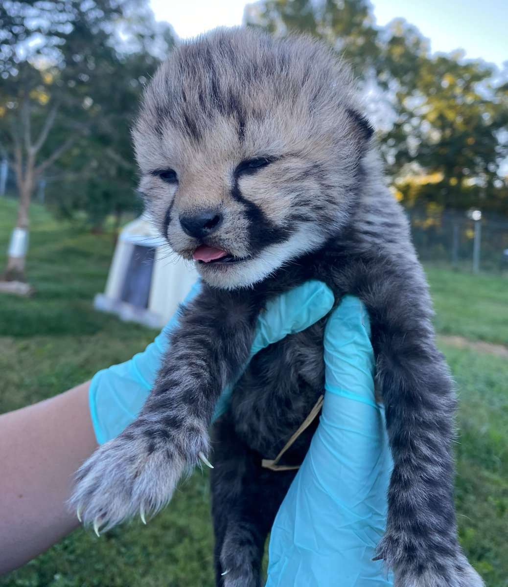 NationalZoo's tweet photo. Our newborn cheetah cubs and their mother have snuggled and bonded over the past week.💕🐆 Keepers are happy to share this new family is doing great, and they have determined the cubs’ sexes! ♂️🐆♀️Find out if we have boys or girls! #CheetahCubdate: https://t.co/kLVcWtp5TV https://t.co/jqZL0isaU1