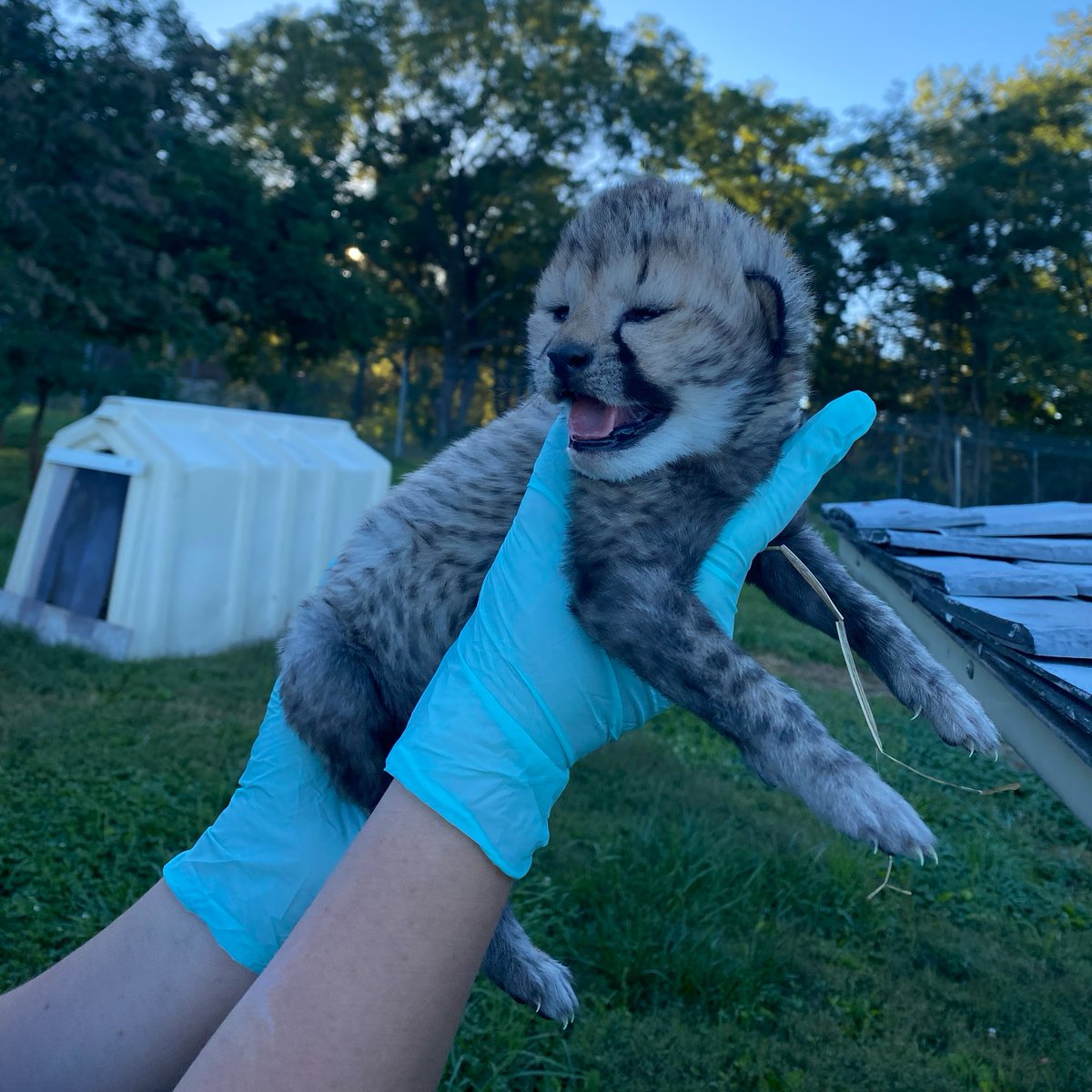 NationalZoo's tweet photo. Our newborn cheetah cubs and their mother have snuggled and bonded over the past week.💕🐆 Keepers are happy to share this new family is doing great, and they have determined the cubs’ sexes! ♂️🐆♀️Find out if we have boys or girls! #CheetahCubdate: https://t.co/kLVcWtp5TV https://t.co/jqZL0isaU1