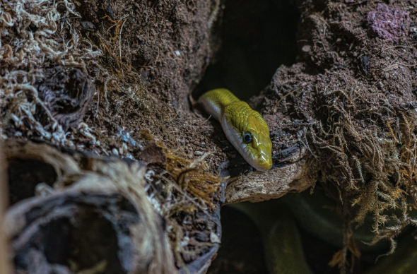 SnakeFarmZoo's tweet photo. This snake decided to peek out to say happy Friday! What are you doing with your weekend?
#snake #coolsnake #Fridayfunday #Fridayvibes https://t.co/iVZmlr9VFJ