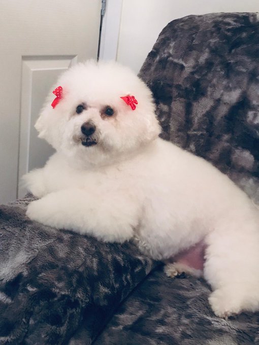 RIP Boo 💔😪 https://t.co/5MdTOiS5p4<a href="/tag/shiny"class="tags"><span>#shiny</span></a><a href="/tag/pvc"class="tags"><span>#pvc</span></a><a href="/tag/naturalbody"class="tags"><span>#naturalbody</span></a><a href="/tag/oilyboobs"class="tags"><span>#oilyboobs</span></a><a href="/tag/oiledtit"class="tags"><span>#oiledtit</span></a>