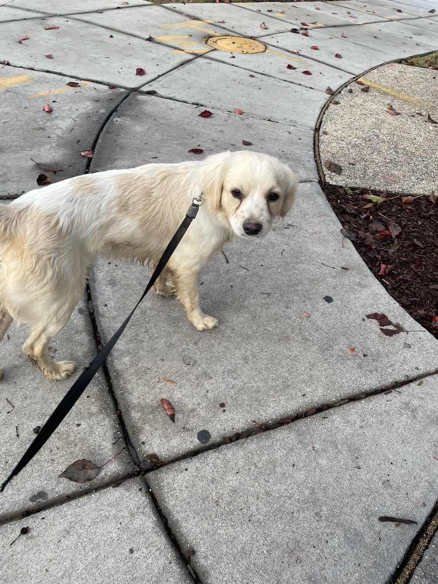 jpyaks3's tweet photo. @PoPville found dog in Brightwood at Brightwood elementary https://t.co/9ee7pVMfzc