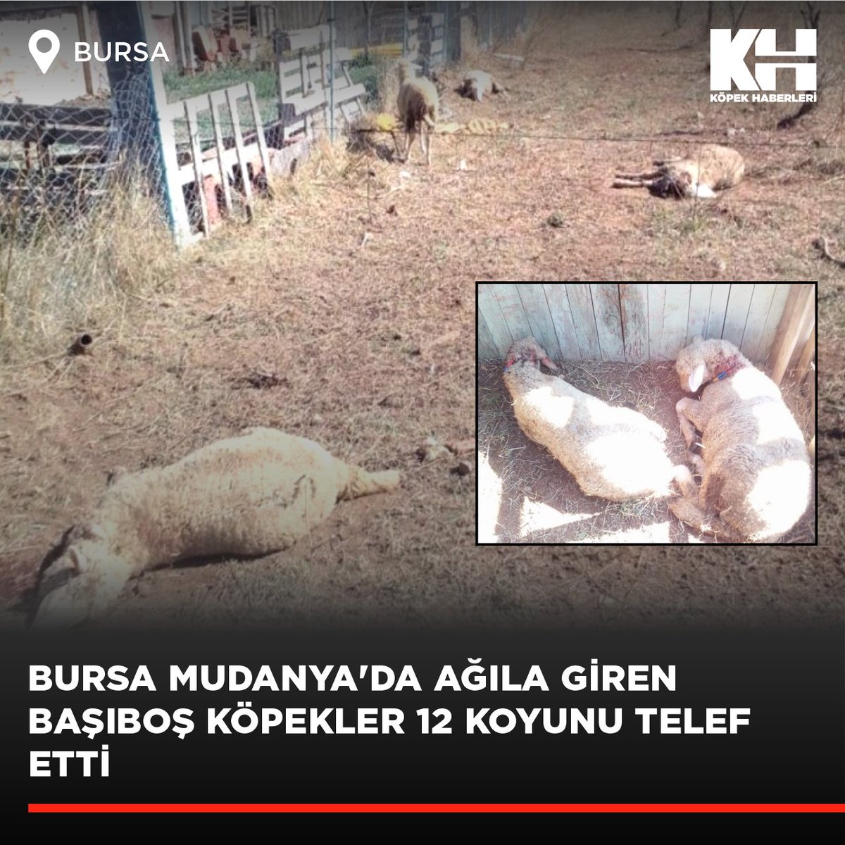 Bursa'nın Mudanya ilçesine bağlı Altıntaş Mahallesi'nde başıboş köpekler bir ağıla girerek 12 koyunu telef etti. Çiftliğin sahibi Cavit Yıldız, 8 koyunun da kayıp olduğunu belirtti. (Haber: @bursadabugun)