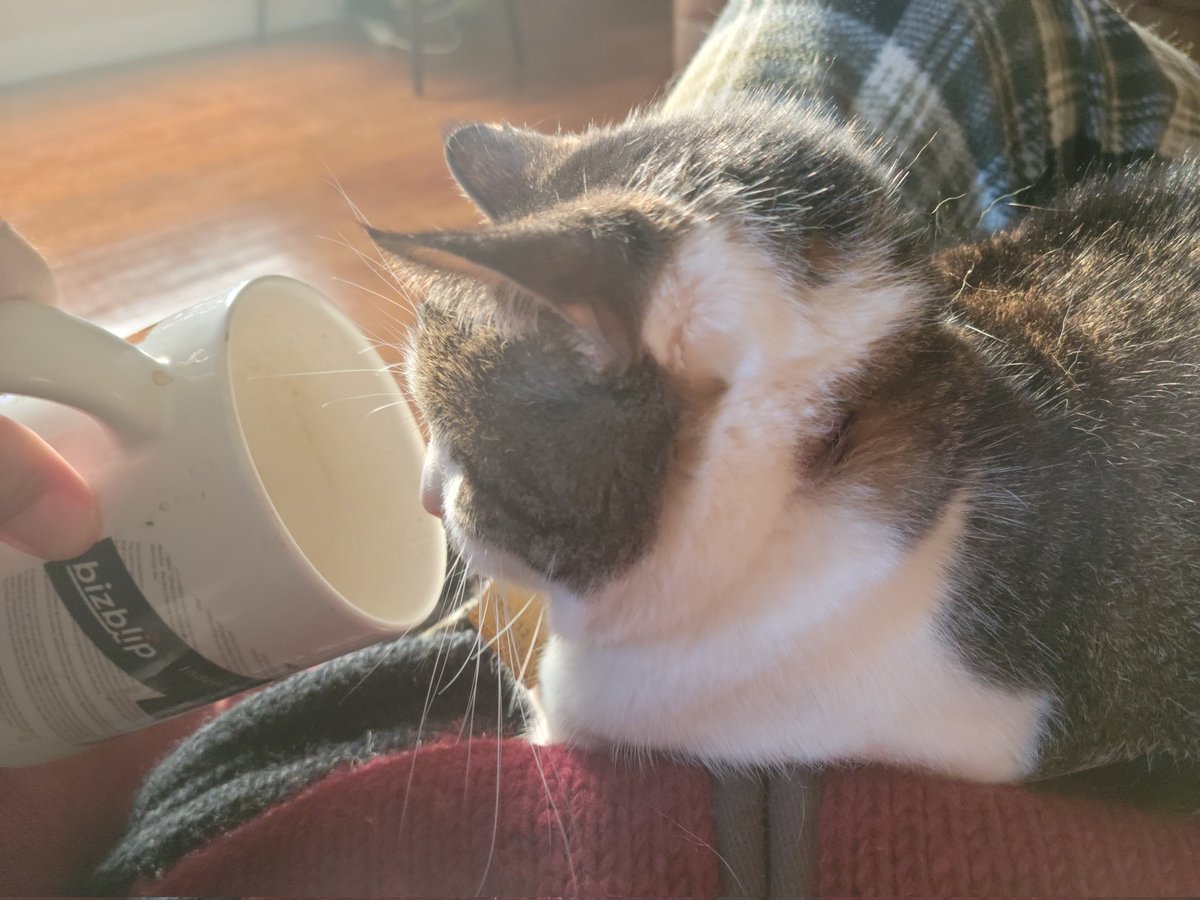Ouchquack's tweet photo. Showing Dilly why the lap will dissappear. #CoffeeTime #CatsOnTwitter https://t.co/F77jkQqDUf