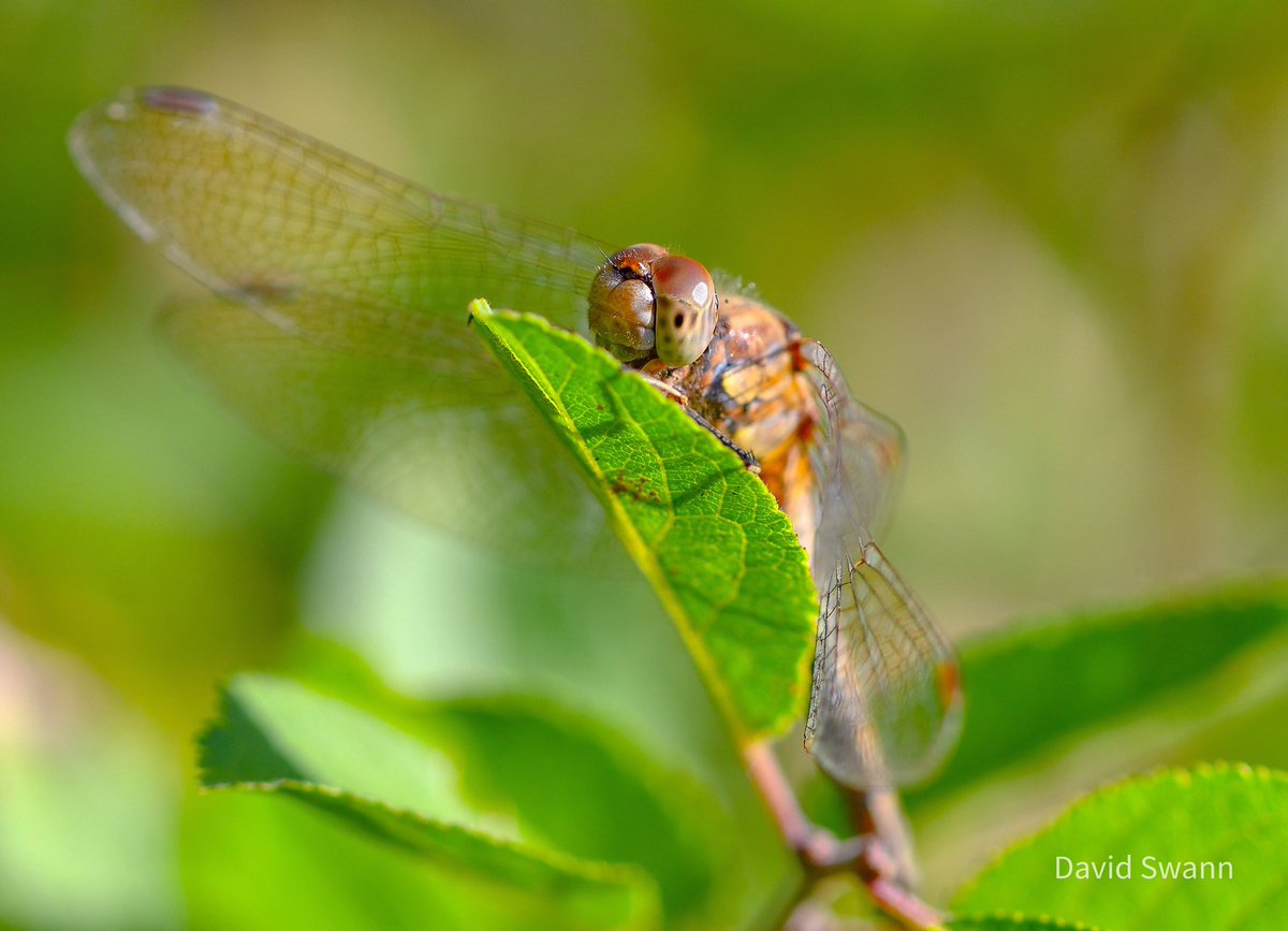 David Swann (@davidswann1) on Twitter photo Common Darter still around today. <a href="/Natures_Voice/">RSPB</a> @WoodlandTrust <a href="/YorksWildlife/">Yorkshire Wildlife Trust - follow us on Bluesky 🦋</a> <a href="/northyorkmoors/">North York Moors NP</a> <a href="/BDSYorkshire/">York. Dragonfly Grp.</a> <a href="/BDSdragonflies/">British Dragonfly Society</a> Common Darter still around today. <a href="/Natures_Voice/">RSPB</a> @WoodlandTrust <a href="/YorksWildlife/">Yorkshire Wildlife Trust - follow us on Bluesky 🦋</a> <a href="/northyorkmoors/">North York Moors NP</a> <a href="/BDSYorkshire/">York. Dragonfly Grp.</a> <a href="/BDSdragonflies/">British Dragonfly Society</a>