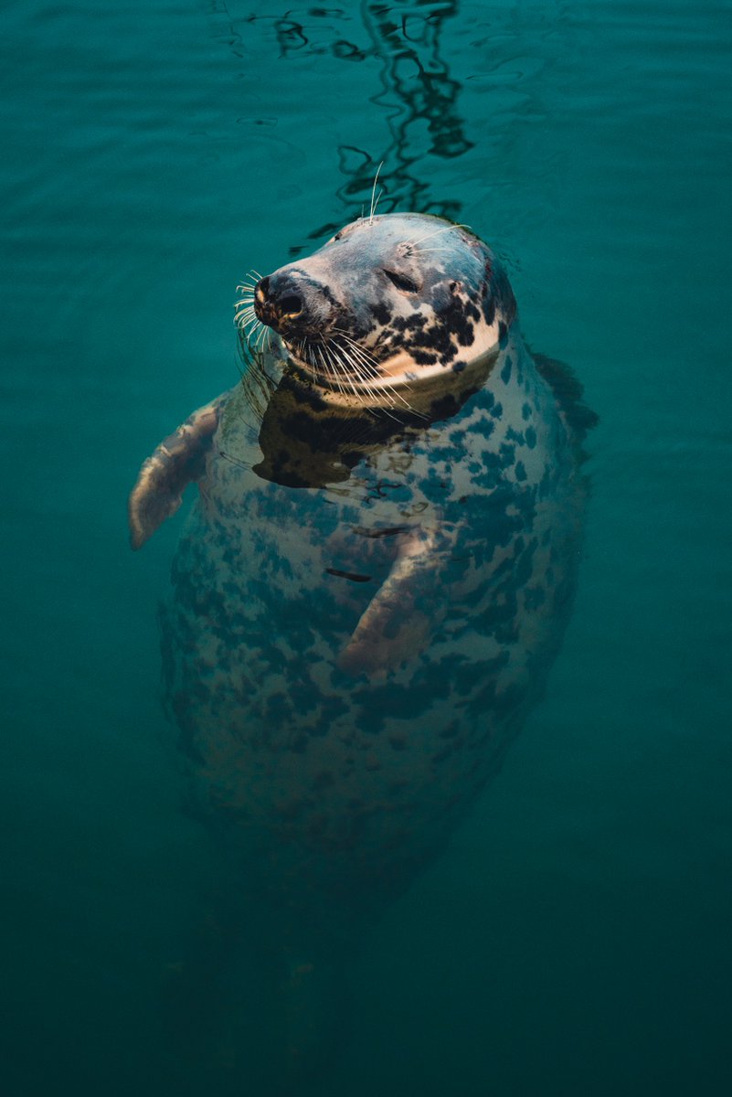 It's nearly the weekend which means it's nearly time to get out there and enjoy the #normanway . Spotting seals by the seaside in the lovely Kilmore Quay would make for the perfect #MyCelticMoment <a href="/CelticRoutes/">Celtic Routes</a> #celticroutes #visitwexford #normanway <a href="/visitwexford/">Visit Wexford</a> <a href="/ancienteastIRL/">Ireland's Ancient East</a>