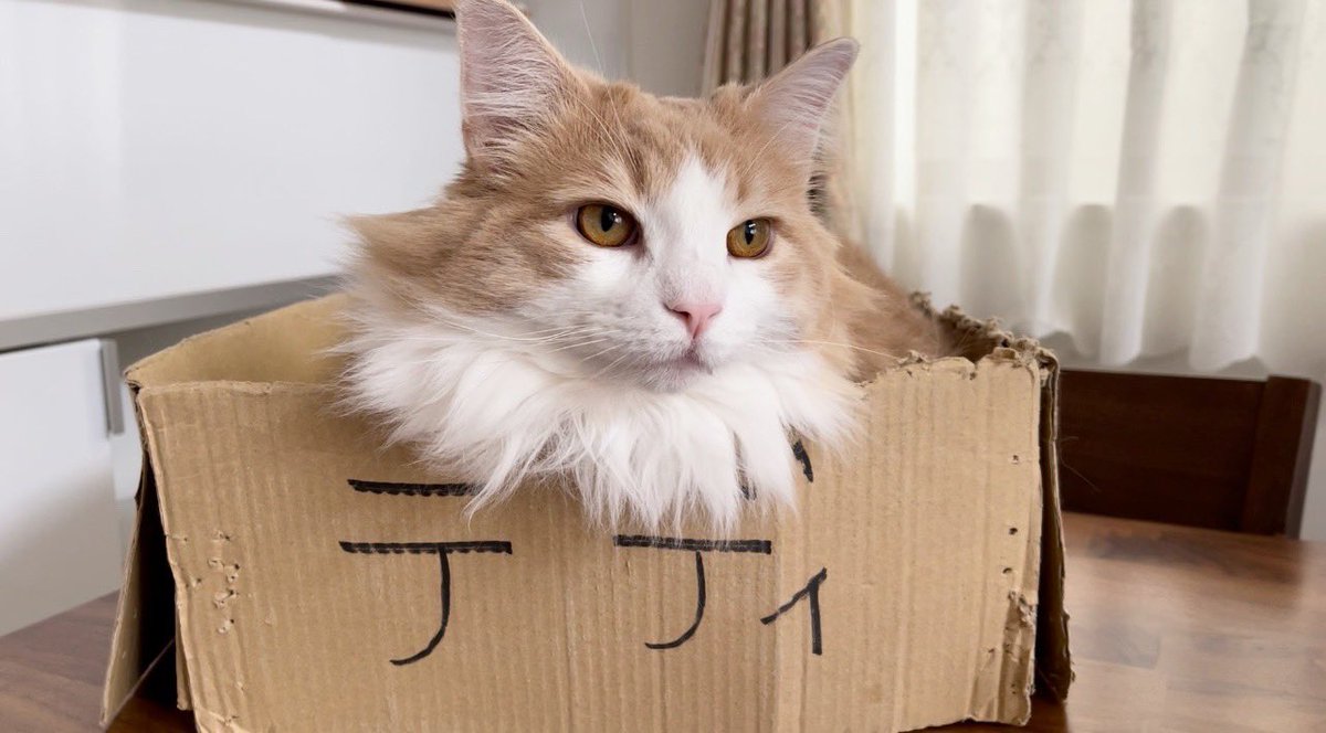 もふもふ猫のテディ (@NorwegianTeddy) / Posts / X