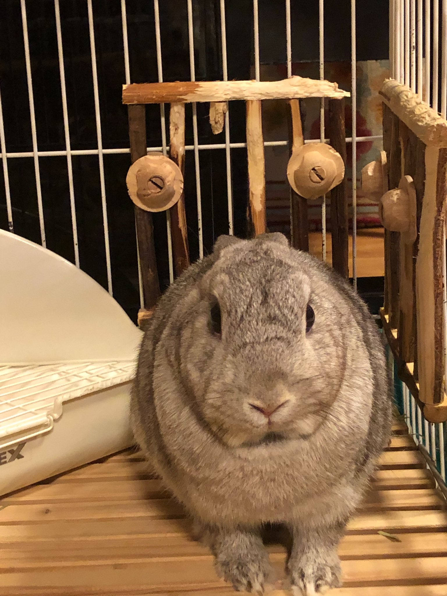 まなくす ほぼウサギ垢𓃺𓈒𓏸 Lovemnk Twitter