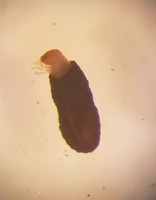 I think more people need to know that cryptocephalinae leaf beetle larvae swaddle themselves all up in a little tube of chewed up leaf goo. This fact has enriched my life already 