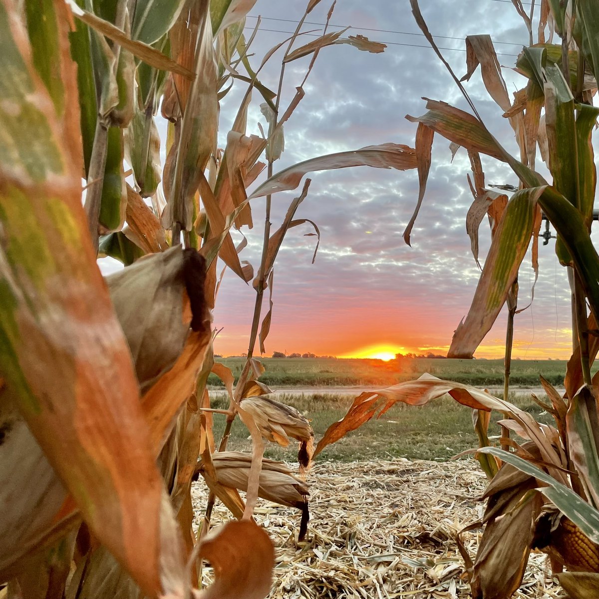 AdamSeedsCo's tweet photo. Good morning!   Beautiful sunrise from our @PioneerSeeds 2022 corn plot. #nebraskasunrise #harvest22 #cornrevolution https://t.co/0KcGHkoZK9