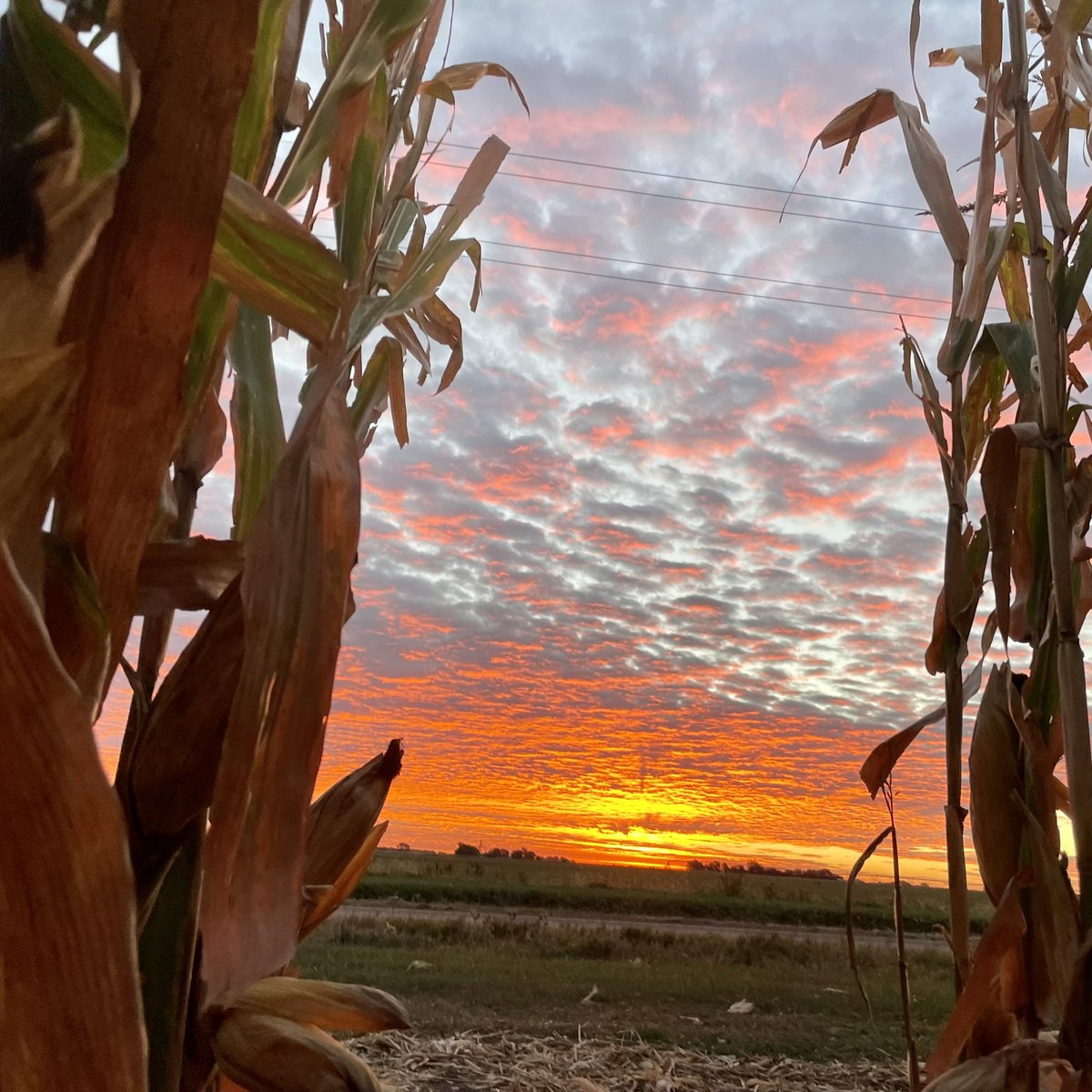 AdamSeedsCo's tweet photo. Good morning!   Beautiful sunrise from our @PioneerSeeds 2022 corn plot. #nebraskasunrise #harvest22 #cornrevolution https://t.co/0KcGHkoZK9